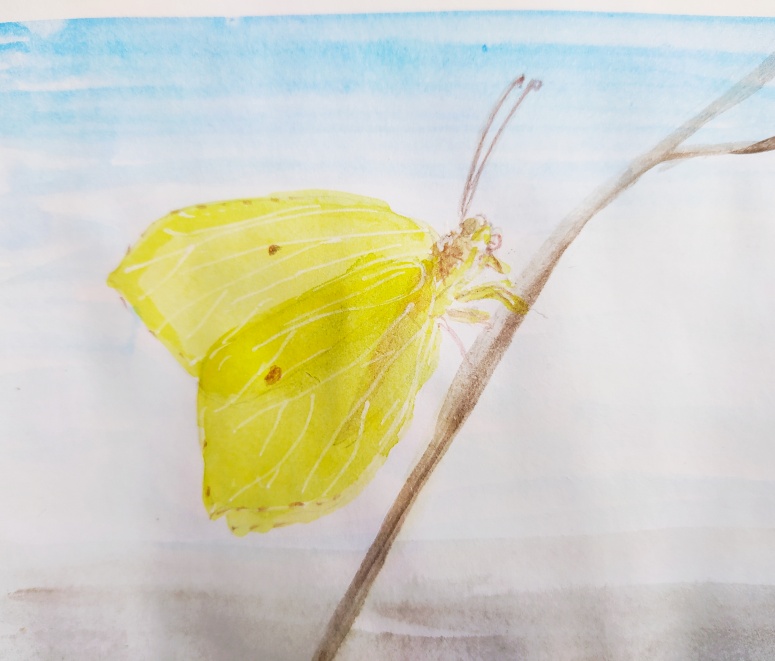 Бабочка лимонница рисунок