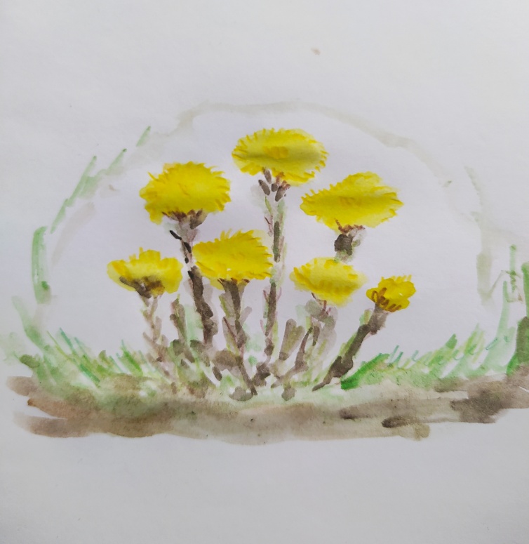 Мать и мачеха растение рисунок детский (45 фото) » рисунки для срисовки на abc-develop.ru