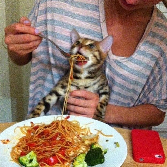 Кот с ложкой мем