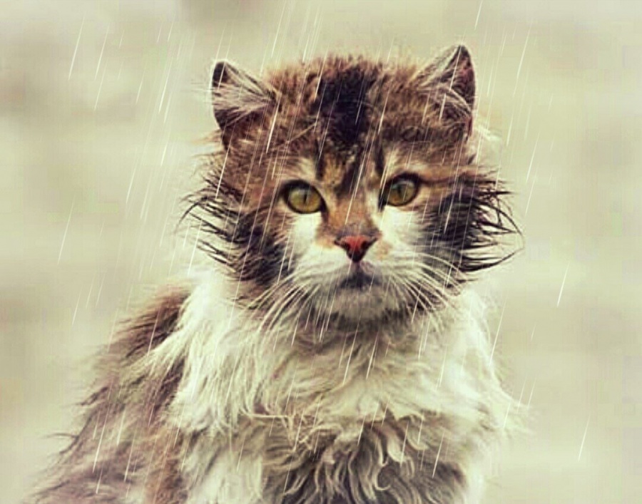 Кошачий Бог (Кристина Горбачёва) / Проза.ру