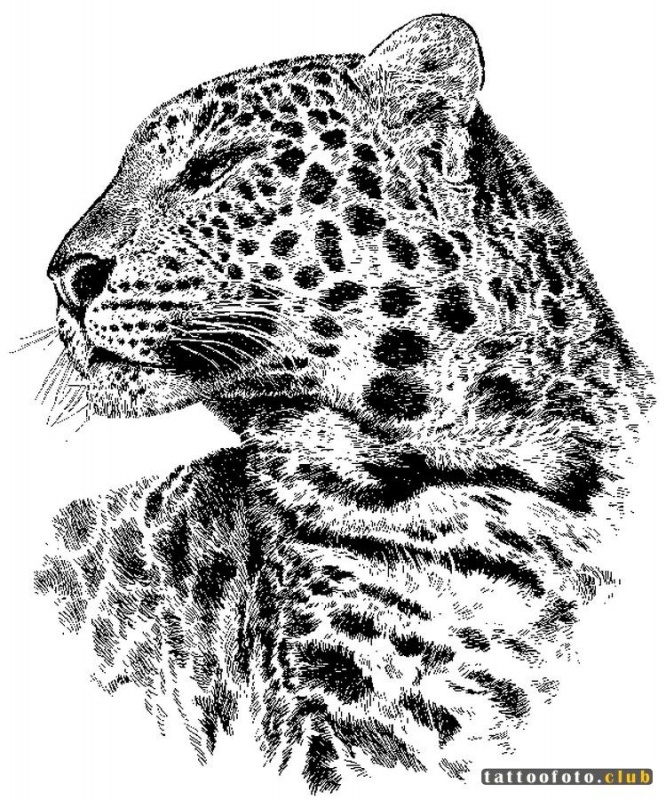 Леопард набросок. Ягуар тату эскизы. Леопард тату эскиз. Леопард тату эскиз. Снежный барс тату.